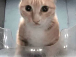 Bob