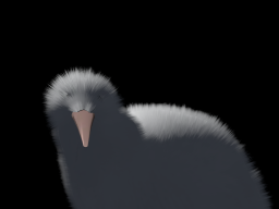 Kiwi - Albino