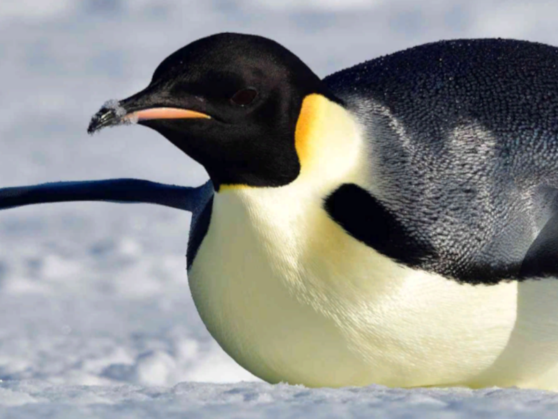 Emperor Penguin