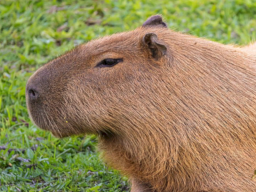 Capybara