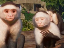 Capuchin Monke V2