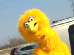 big bird