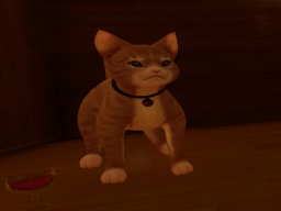 Kitten