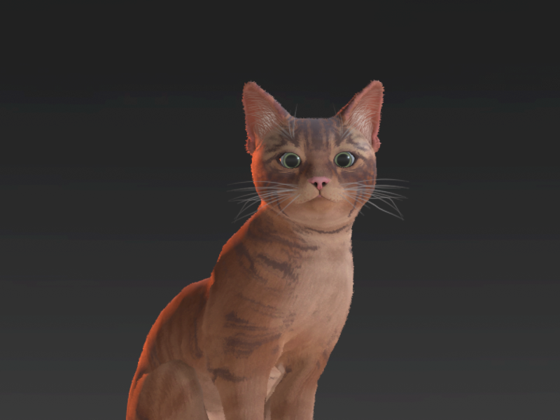 Cat ｜ Stray