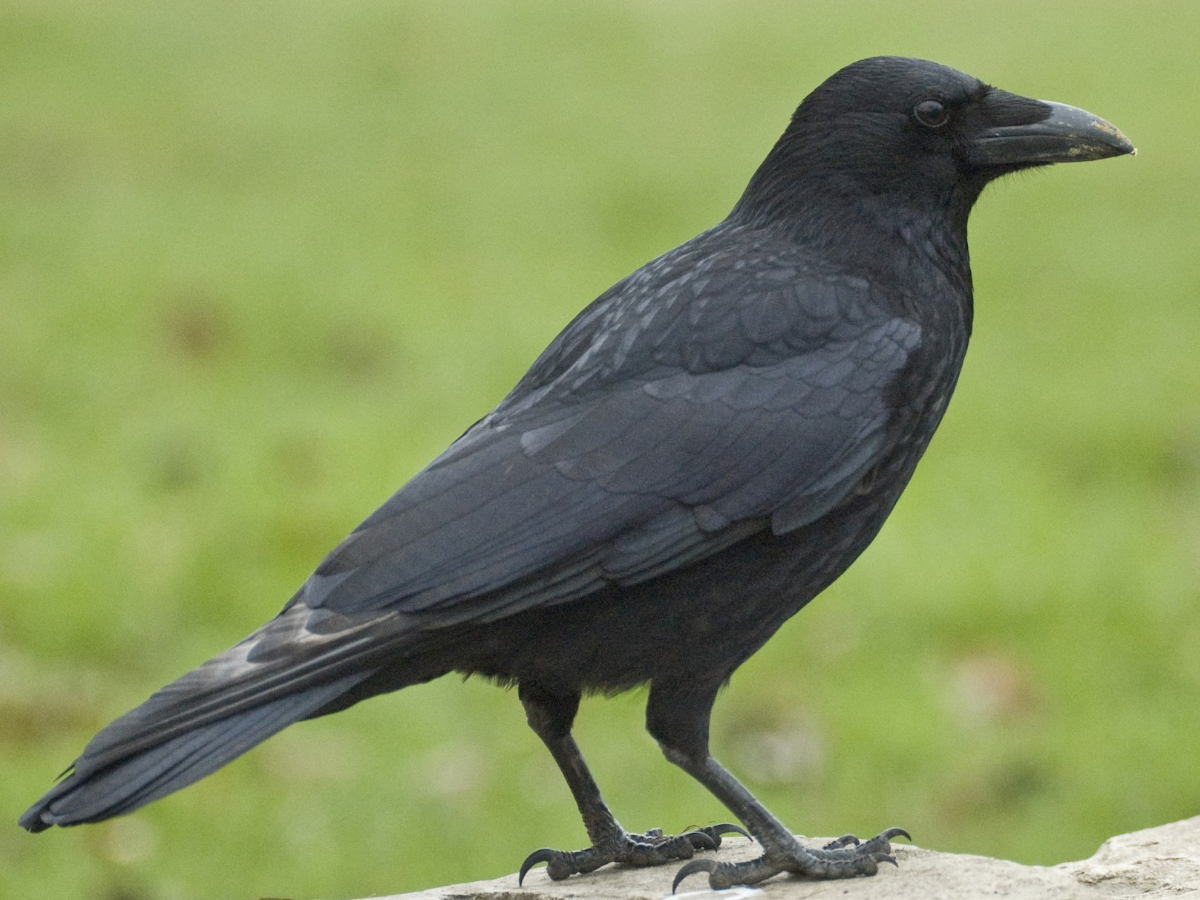Crow