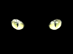 Black Cat