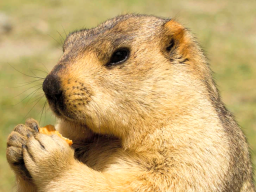 Marmot