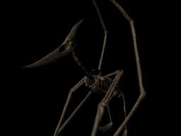 Pteranodon Skeleton