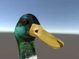 Mallard Duck