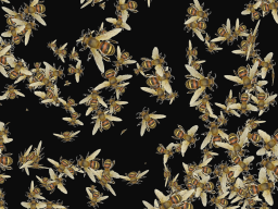 BEEs Man
