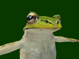 Frog （aDanza）