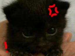 KITTYYYYY