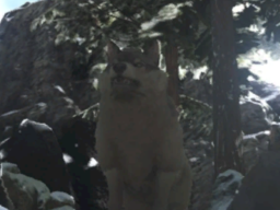 Dire Wolf
