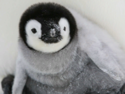 Baby Emperor Penguin