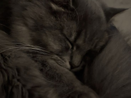 Kitty