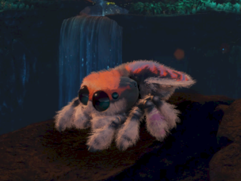 Cosmo （Jumping Spider）
