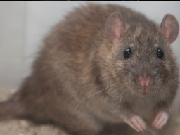 Rat