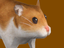 Golden Hamster