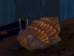Aberrant Achatina