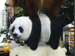 panda