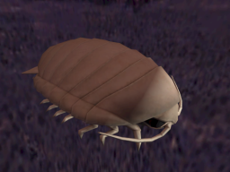 Isopod