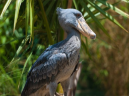 Shoebill V3