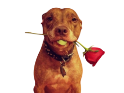 Lovely Dog