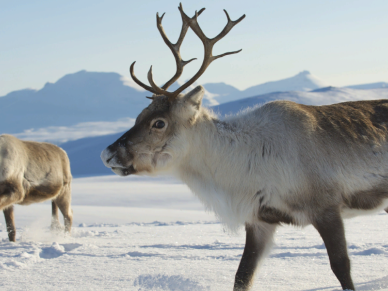 Reindeer
