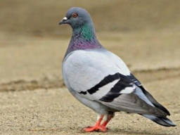 Pigeon