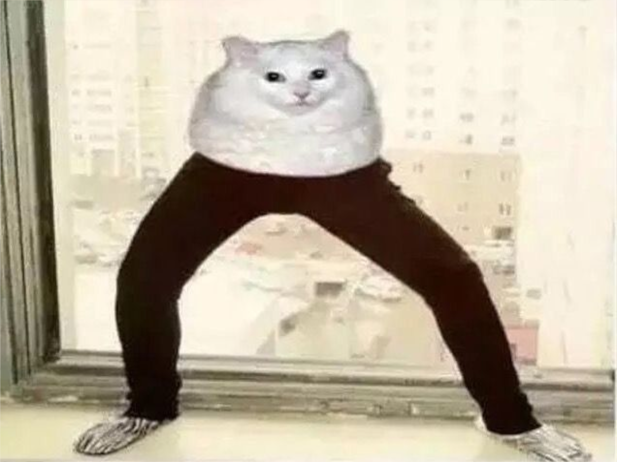 Pants Cat
